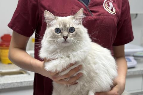 Blutuntersuchung Katze Blutuntersuchung bei Katzen